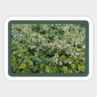 Emerald Gaiety, Gardener, Outdoor Explorer, Foliage, Shrub and Bush Leaves Sticker